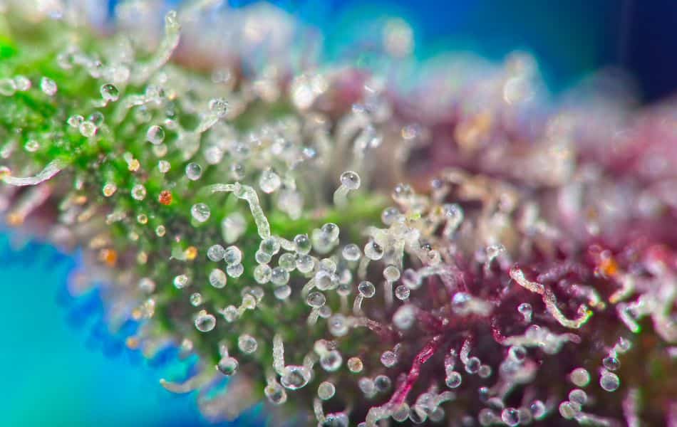 What Is a High THCa Percentage?
