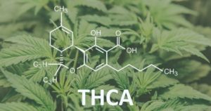 thca cannabinoid