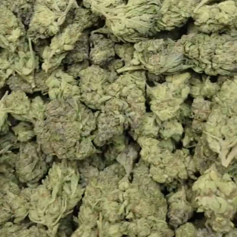 Gush Mints Strain THCa Flower Get it Delivered