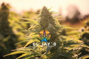 El Jay's brand logo of an Artistic Hemp Leaf in front of an artistic Sun, behind a Blue artistic Mountain with a frosty Hemp THCa Cola in the background.