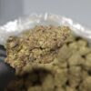 Grape Runtz THCa Hemp Flower Pounds