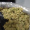 Jealousy High THCa Hemp Flower closeup