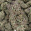 Oreoz High THCa Hemp Flower Closeup