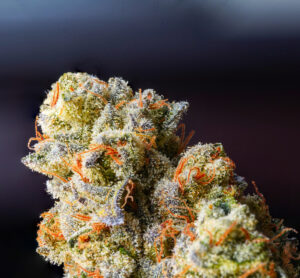 image of cannabis flower covered in trichomes filled with Rare Cannabinoids