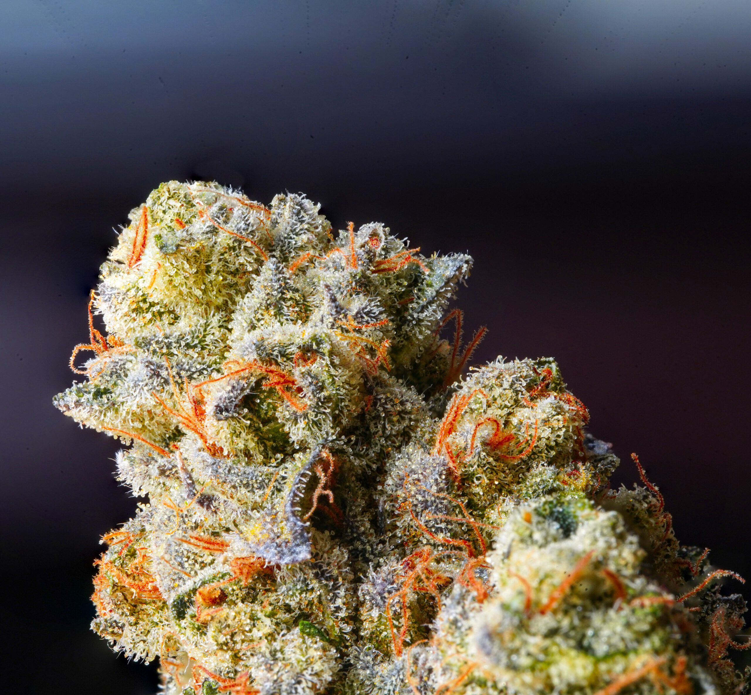 Read more about the article The Most Exciting Rare Cannabinoids In 2025