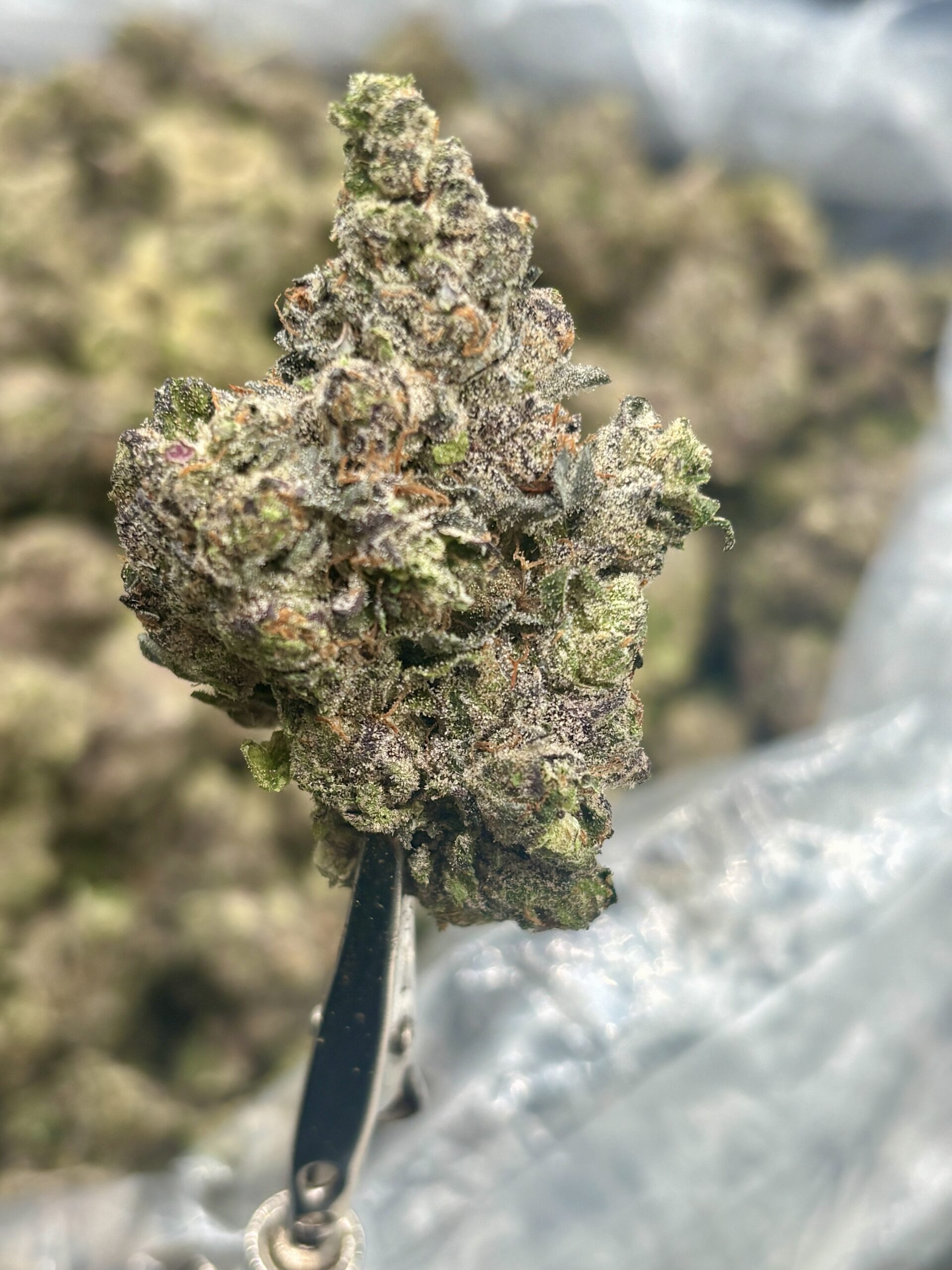 El Jay's THCa Hemp Flower – Mac Flurry Strain – Eighth (3.5g) — $29.99