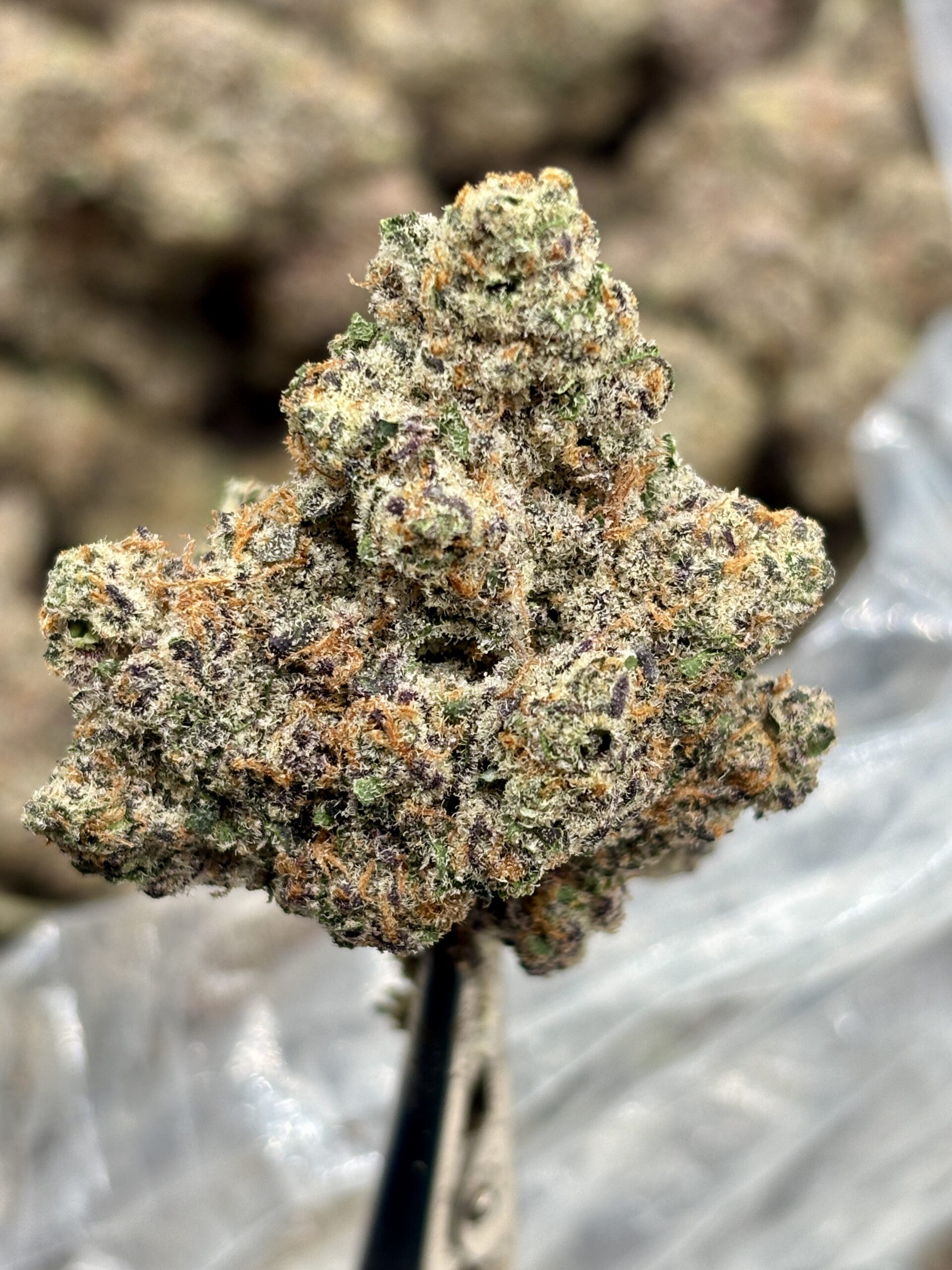 El Jay's THCa Hemp Flower – Bahama Mama – Eighth (3.5g) — $39.99