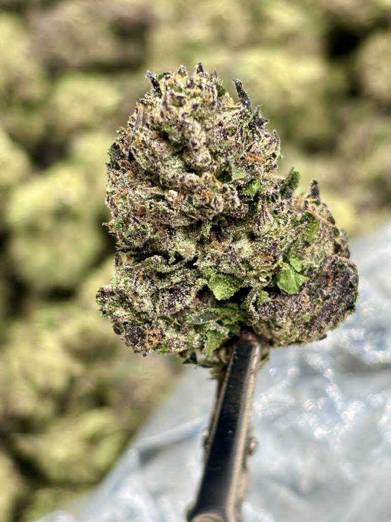 GMO Cake High THCA Hemp Flower Strain Nug