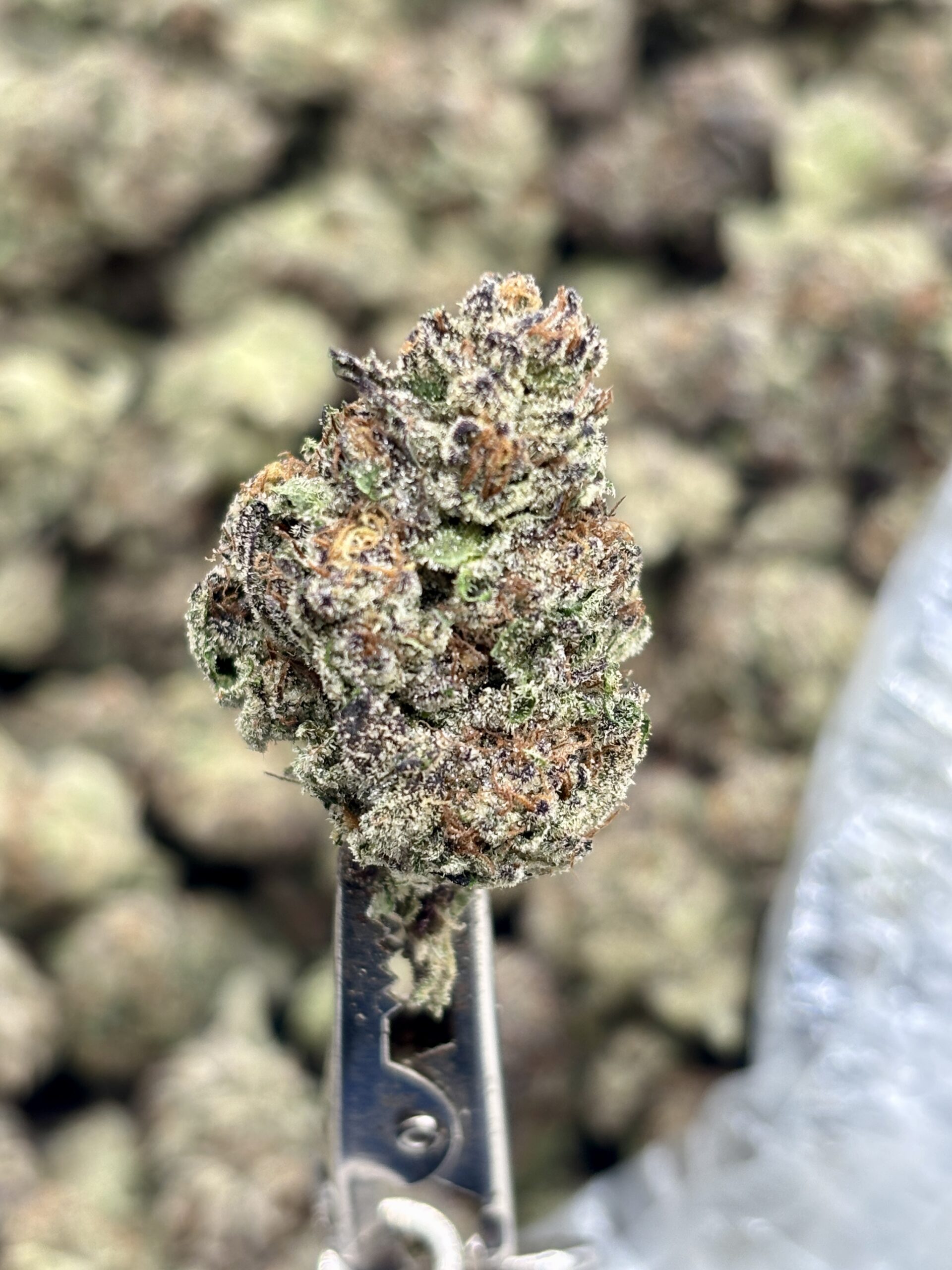El Jay's THCa Hemp Flower – OZ Kush Strain – Eighth (3.5g) — $24.99